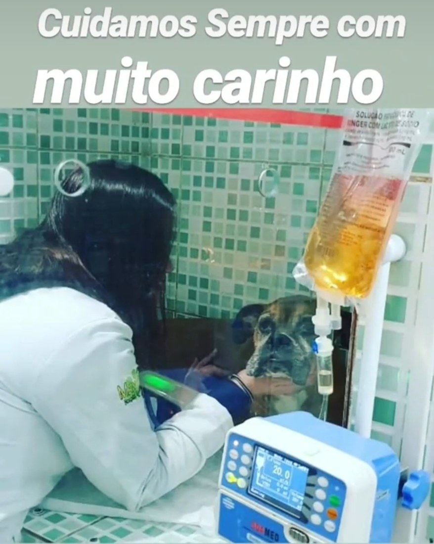 Internação veterinária Max Vet