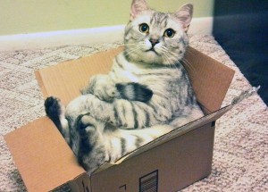 1 - gato na caixa