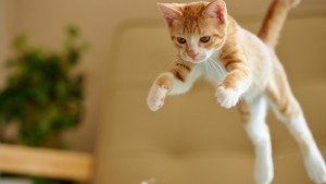 2 - gato pulando
