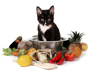 6 - comidas proibidas para gatos